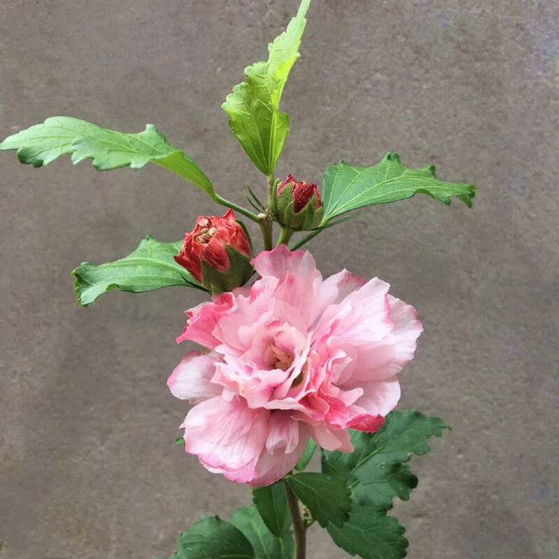 曼杉园(manshanyuan)小木槿盆栽薄荷冰当年开花紫玉蓝莓冰沙木槿花