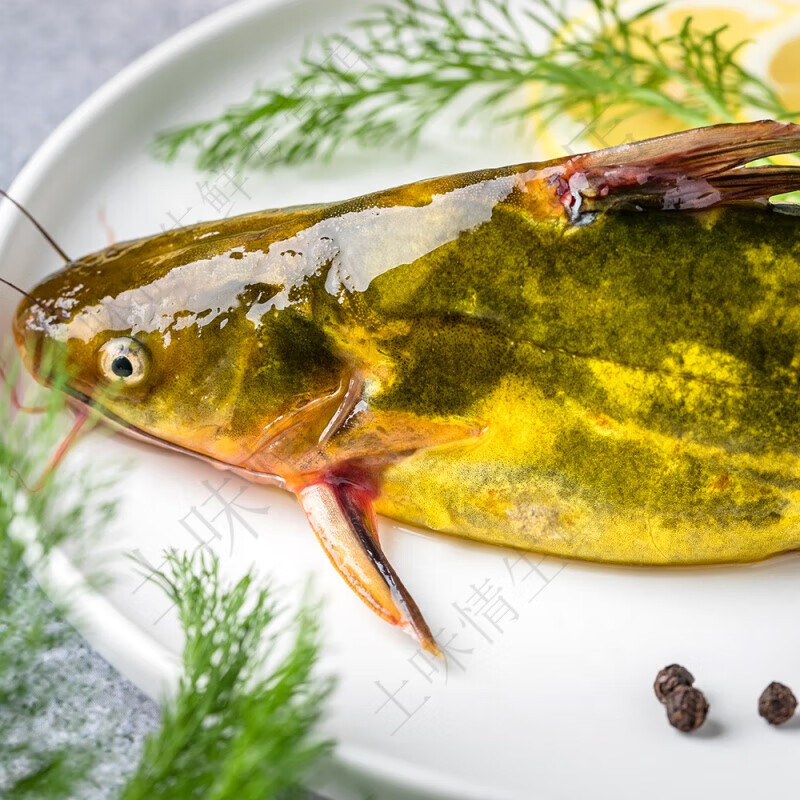 京乐狳黄颡昂刺鱼 新鲜现杀黄辣丁昂公嘎鱼团购中秋团建送礼生鲜 2斤