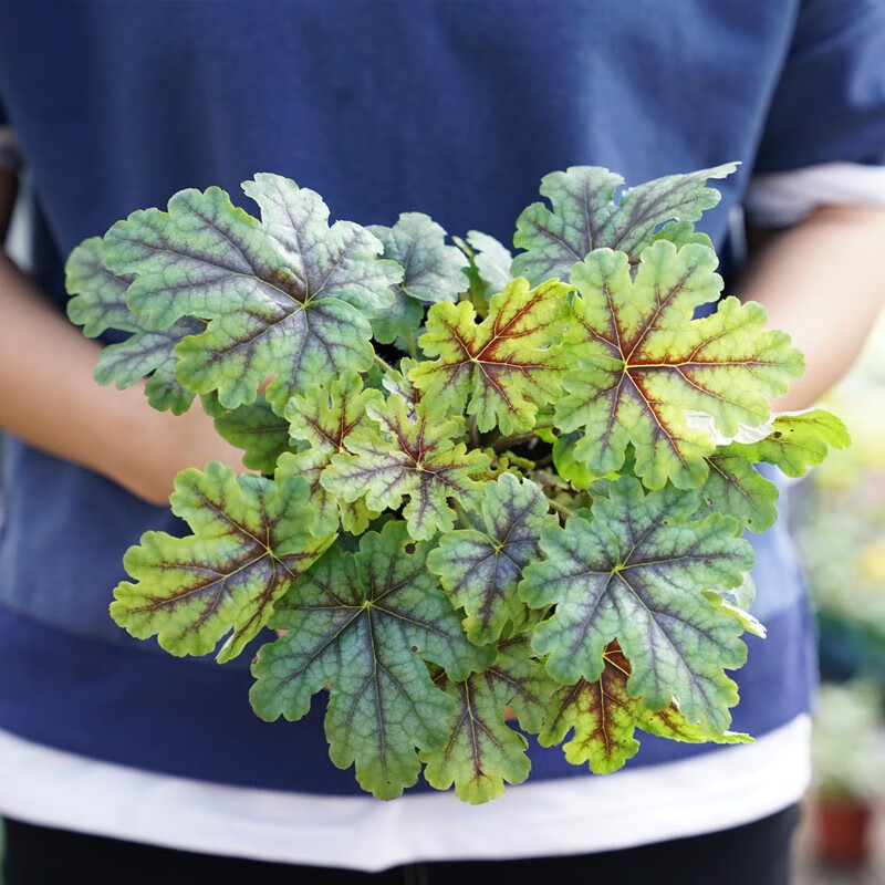 木繁园明园艺矾根花苗观叶植物大苗盆栽彩叶草耐寒冻凡根组合庭院花卉