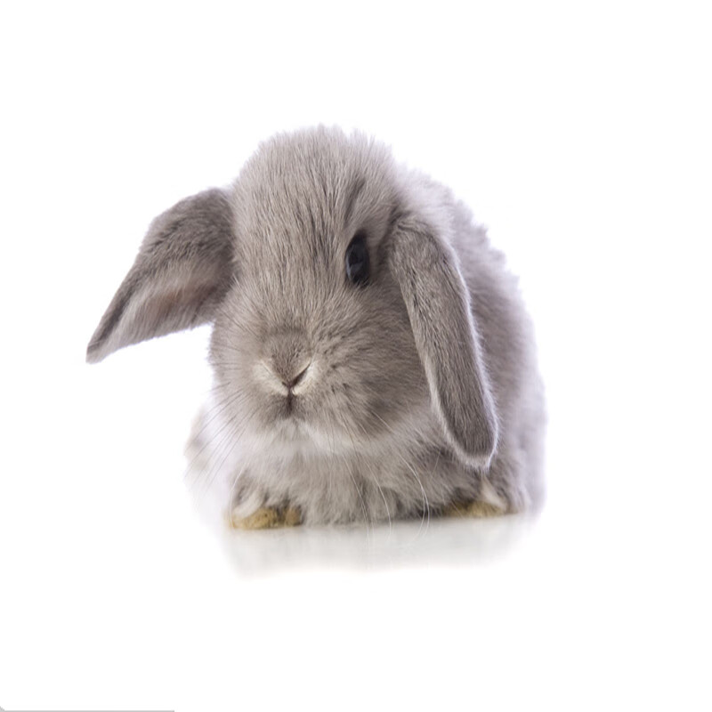 兔子活体宠物兔长耳兔垂耳兔活物小型迷你长不大茶杯兔猫猫西施兔