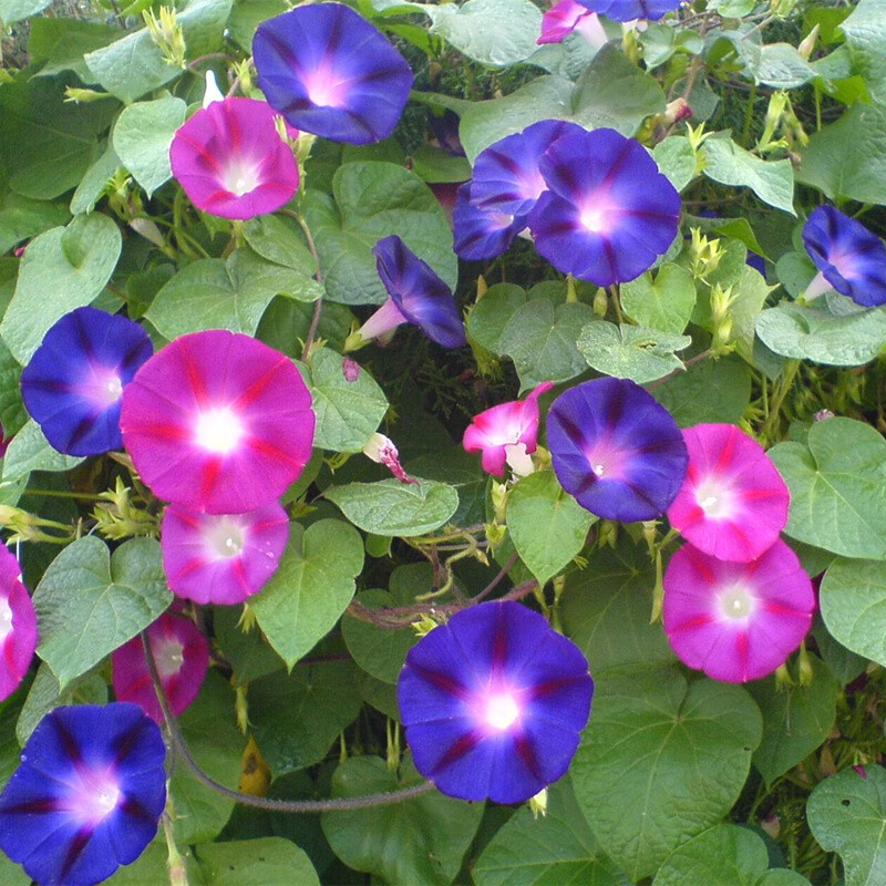 可以看花草林木类价格波动的App|花草林木类价格走势图