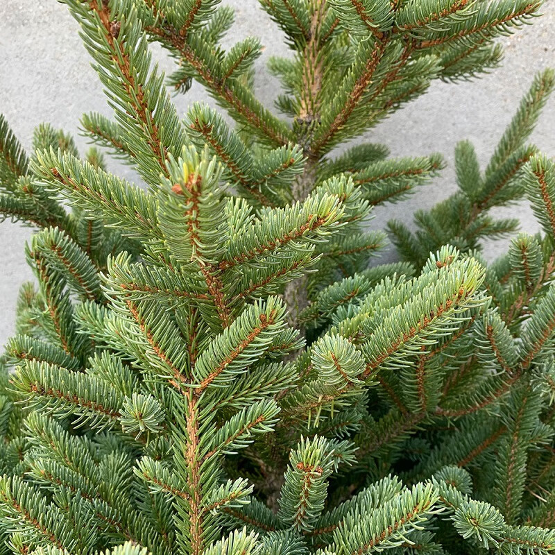 秋忆浓云杉树苗圣诞树园林风景工程绿化庭院盆栽耐寒植物云杉60cm高1