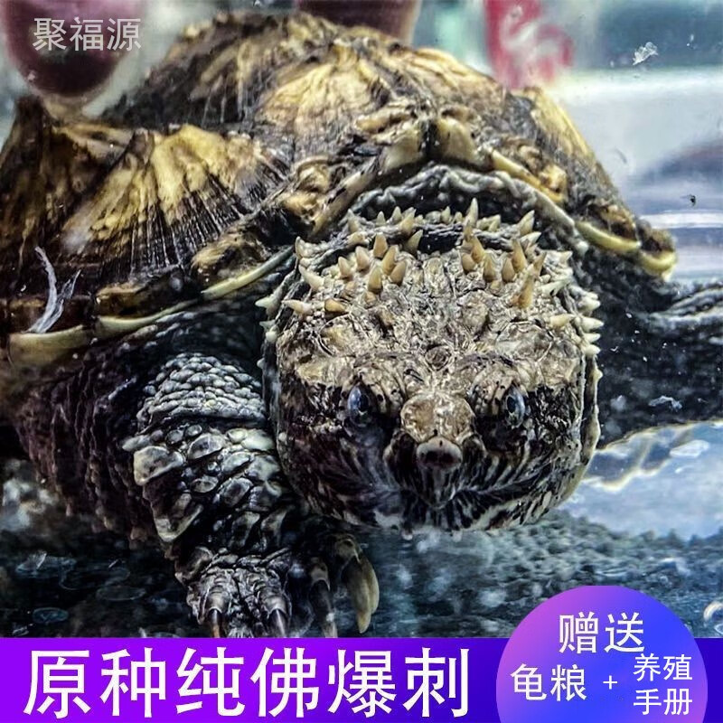 御聚源爆刺王佛鳄纯佛鳄苗宠物小鳄佛罗里达乌龟活物 5-6厘 1只公(霸气)