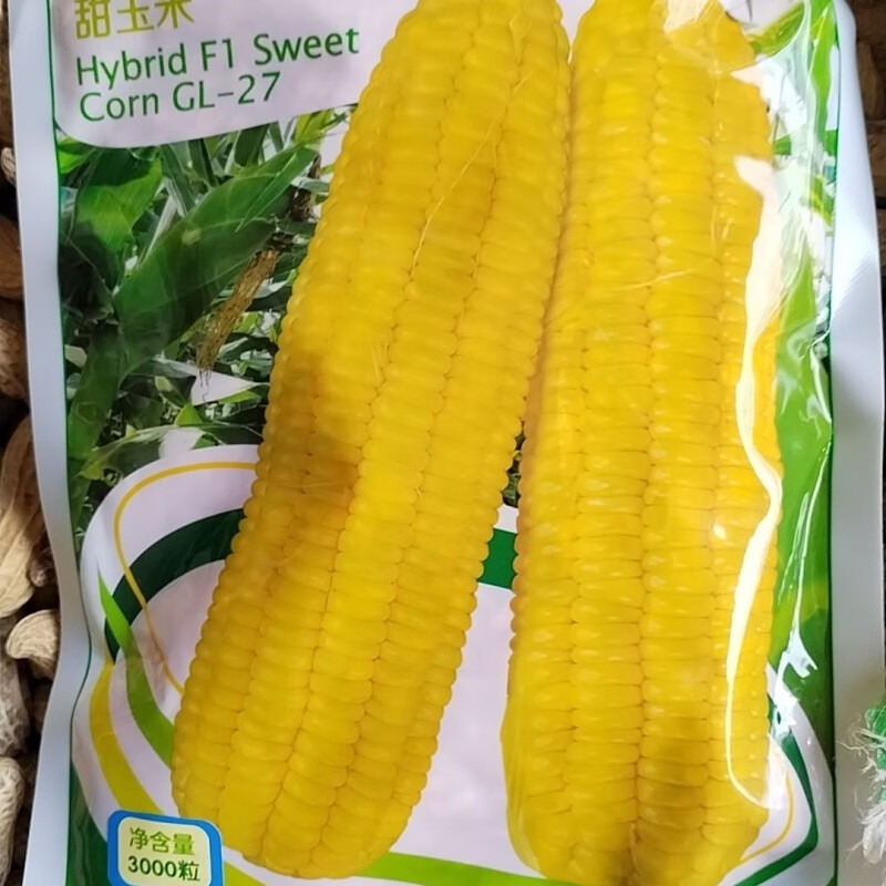 太阳花广良甜27超甜玉米种子大棒颜色亮春秋播种抗热抗倒抗湿脆甜
