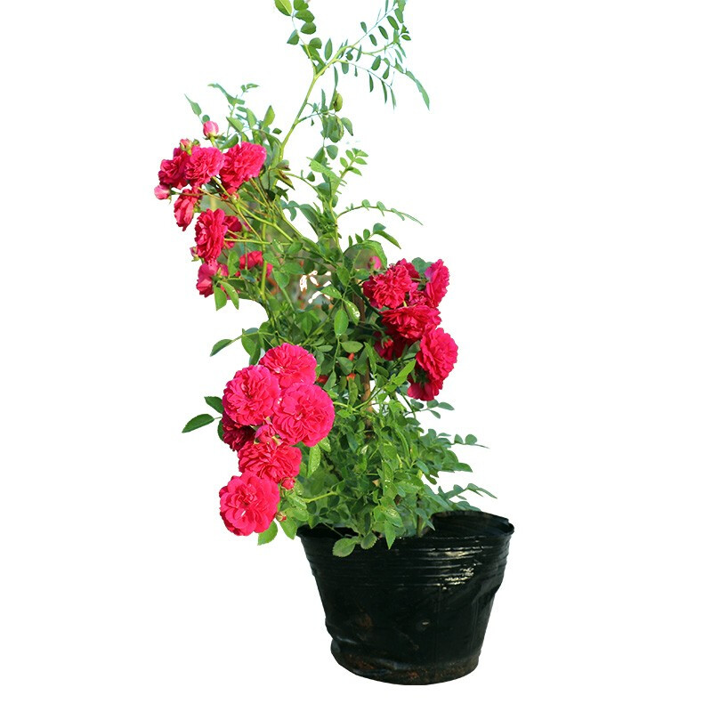 御卉阁 红木香花苗甜蜜庭院阳台爬藤植物盆栽地栽月季蔷薇科攀援浓香