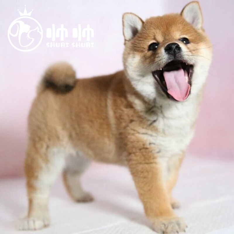 帅帅名宠 北京犬舍  纯种柴犬幼犬柴犬活体  黑白 日本柴幼崽 宠物级