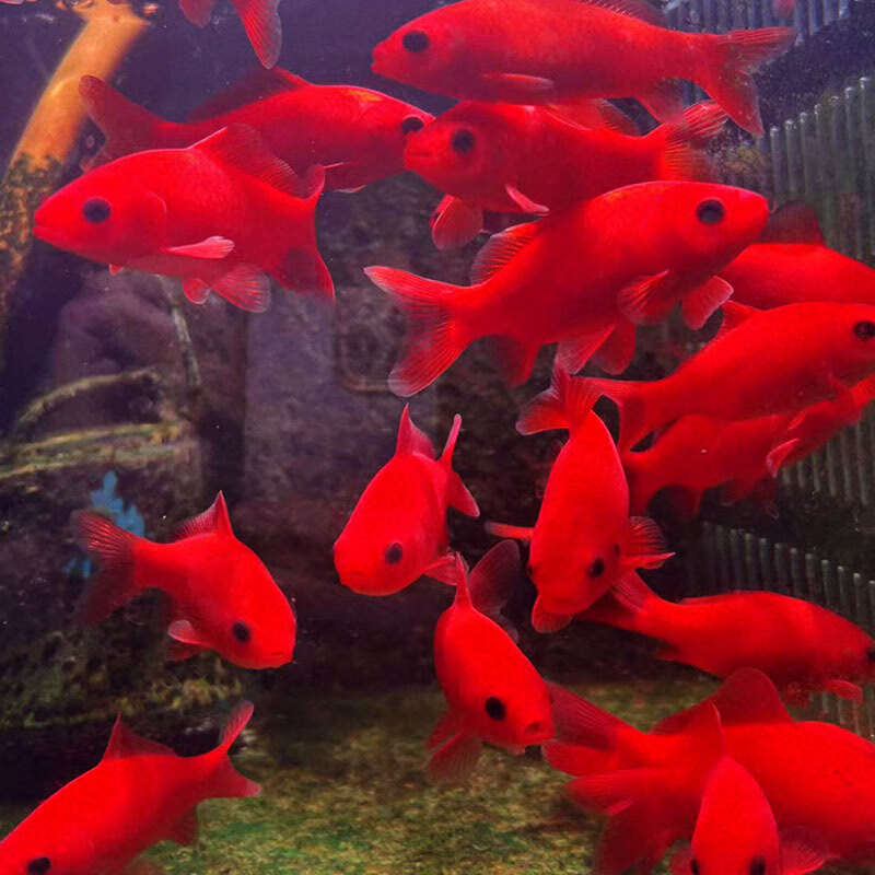 冷水红鹦鹉鱼1条 8-11cm