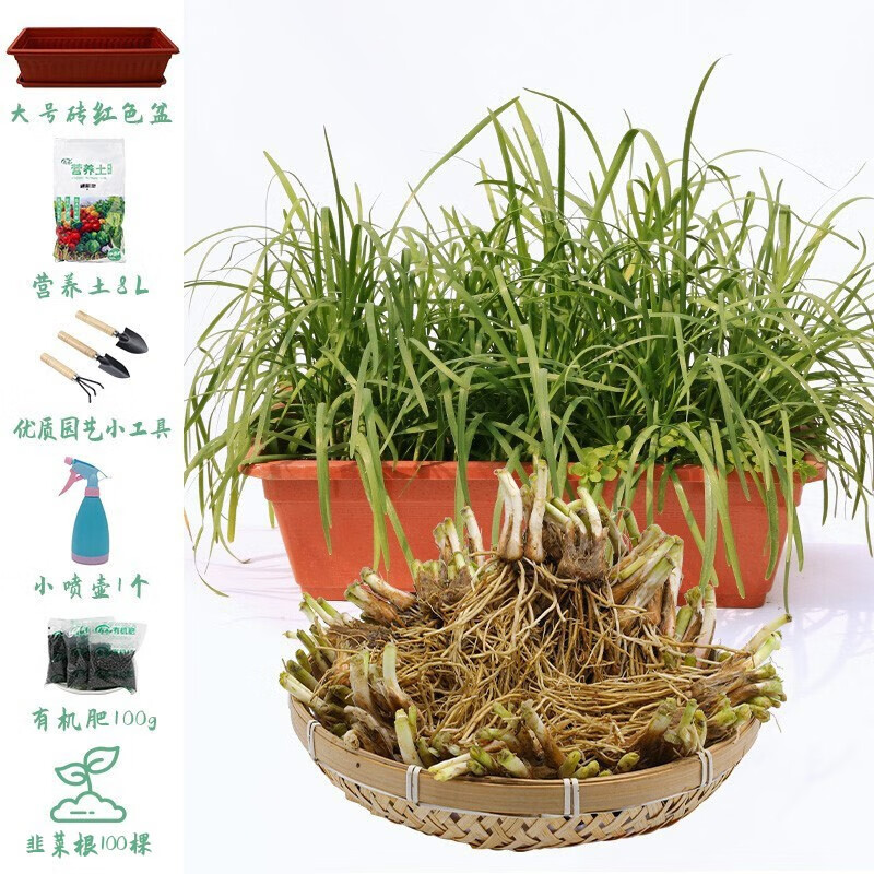 韭菜根苗盆栽食用四季苗蔬菜现挖阳台家庭种植春冬季蔬菜青菜 韭菜根