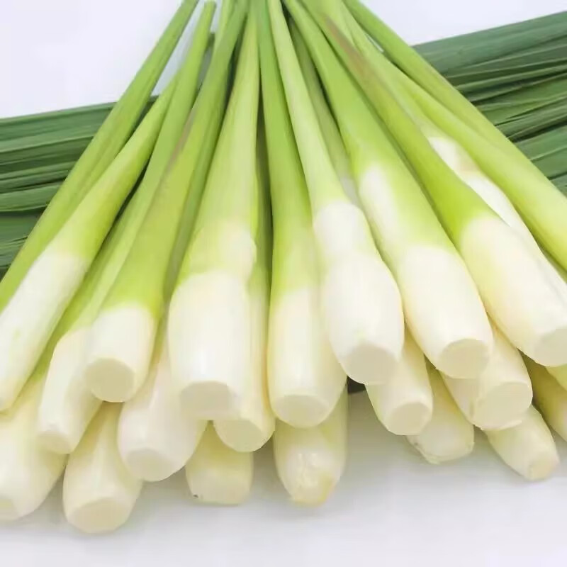 茭白苗高瓜根苗单季双季茭白苗茭瓜苗高笋水生茭白 浙茭6号10棵 浙茭6