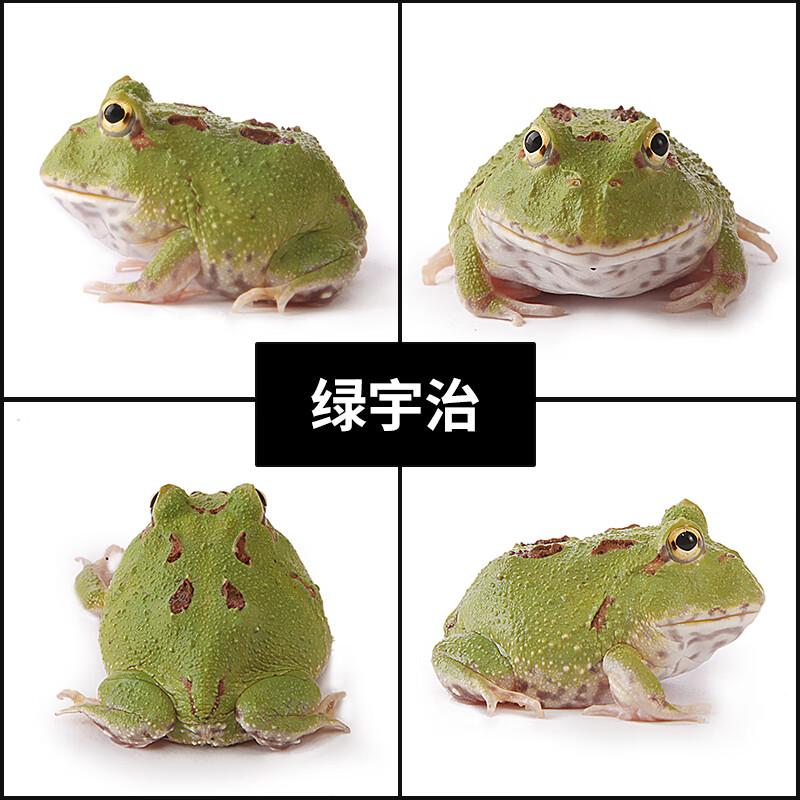 角蛙宠物蛙观赏蛙钟角蛙青蛙薄荷黄金角蛙蝌蚪饲养盒套装 绿宇治金时