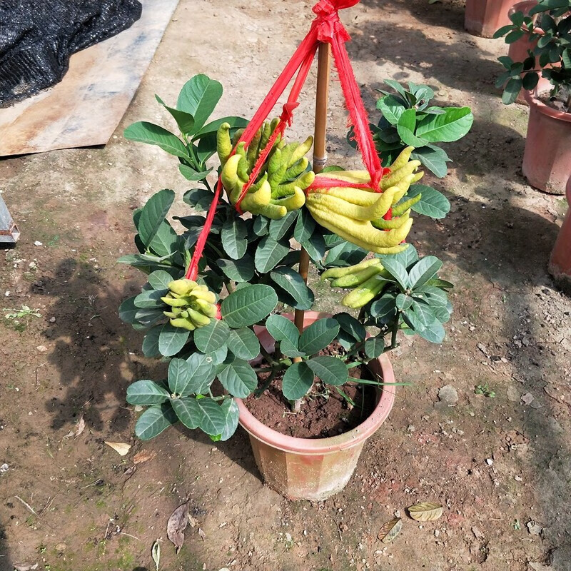 金佛手树苗南北方种植盆栽地栽果树室内外庭院阳台客厅四季常青花卉