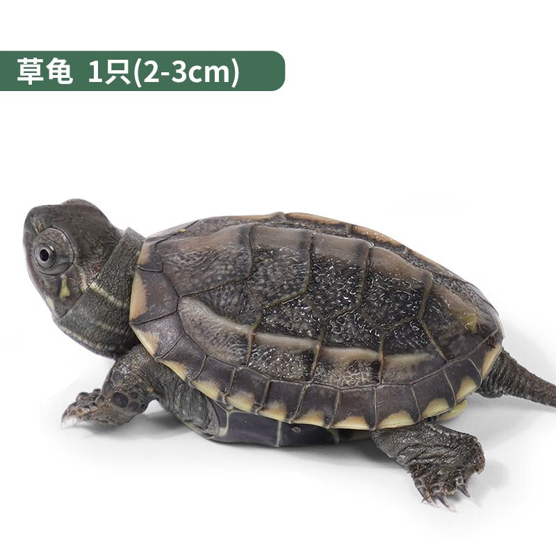 蝶贡乌龟缸加小乌龟活体家用巴西龟鳄龟中华草龟家养宠物龟饲养缸活物