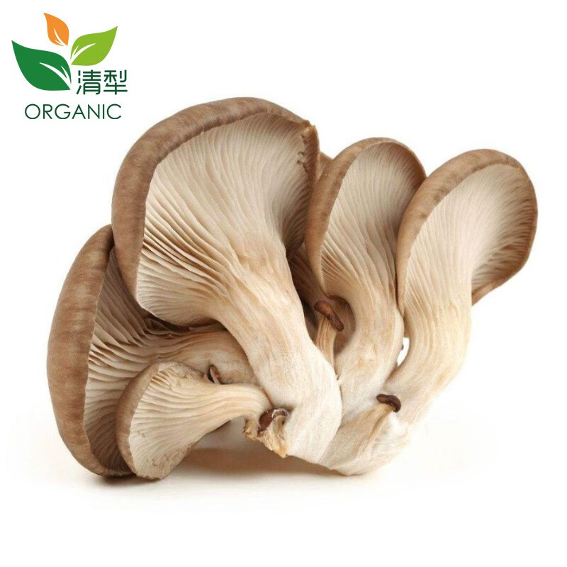 清犁 新鲜蘑菇 平菇 菌菇 新鲜蔬菜 生态有机基地直发 火锅蔬菜食材汇