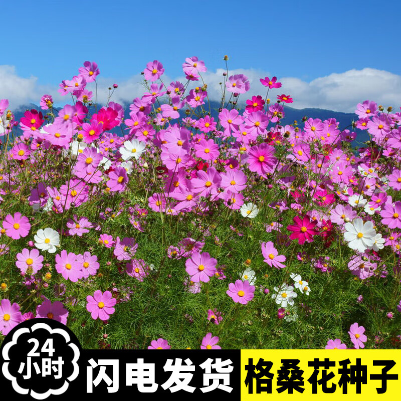 山谷里的居民 混色格桑花种子波斯菊种子四季草花籽孑盆栽庭院种植