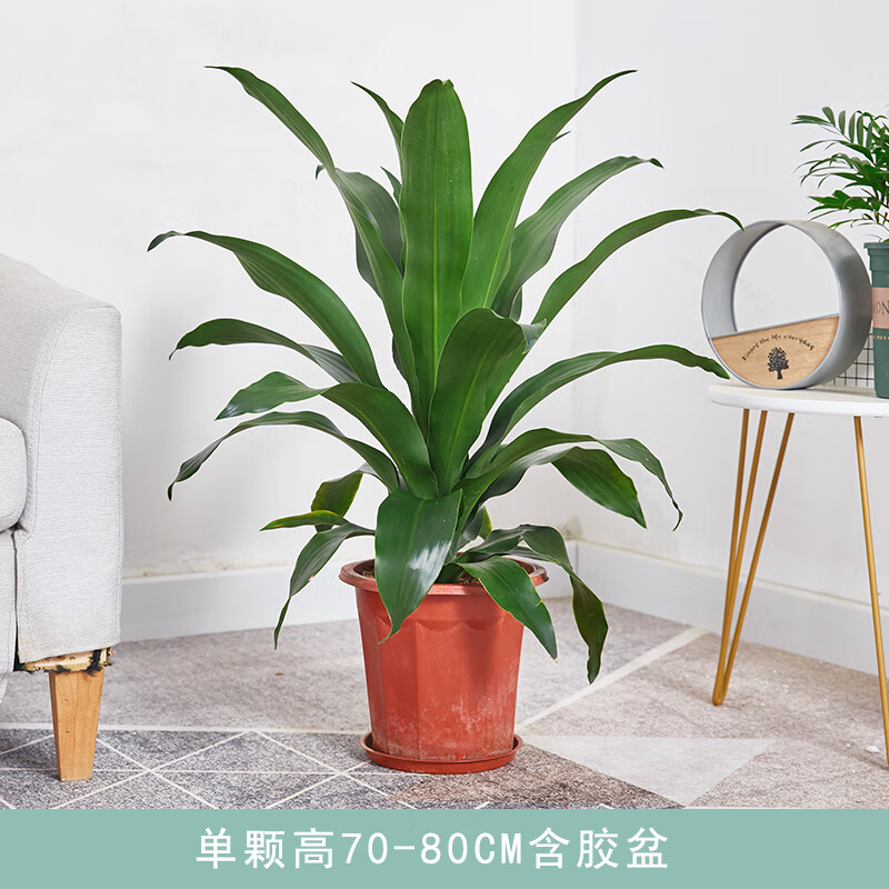 巴西铁盆栽青叶也门铁荷兰铁盆景铁树客厅走廊室内外植物吸甲醛常绿