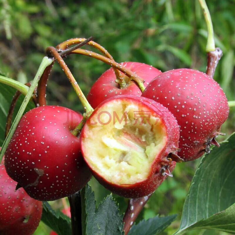嫁接山楂树山楂树苗当年结果南北方种植盆栽果树苗 大金星 2年苗小苗