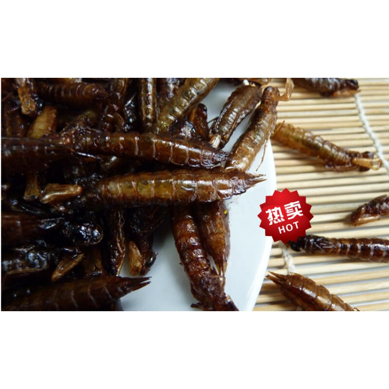 梦信水蜻蜓幼虫水水泵虫昆虫美食佳肴50克