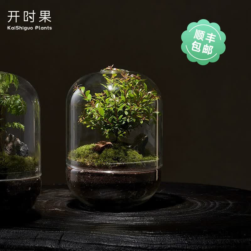 开时果生命之树创意微景观桌面苔藓 成品礼物盆景好养绿植生态瓶盆栽属于什么档次？