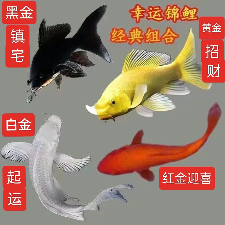 中国红冷水淡水观赏鱼锦鲤鱼活鱼金鱼小型好养红鲤鱼纯种小锦鲤 10-12cm长黑白黄红各一条