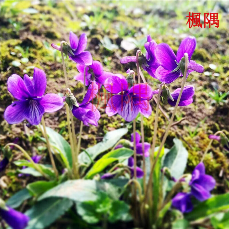 楓隅紫花地丁种子种植用花卉种子花籽 紫花地丁种子半斤