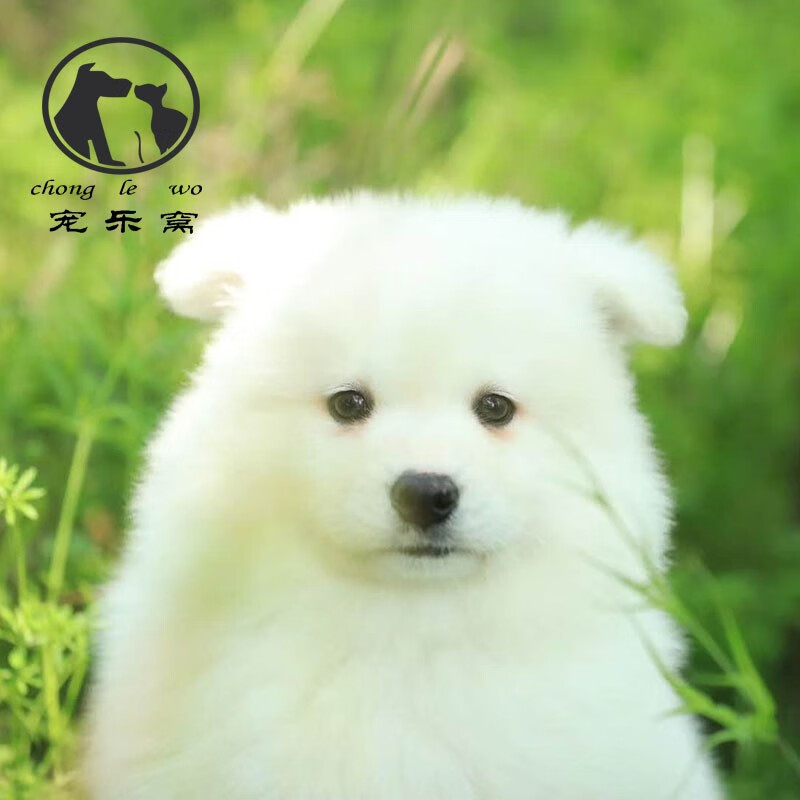 (30天保障)纯种萨摩耶幼犬雪橇犬活体微笑天使萨摩耶犬爱斯基摩犬幼犬