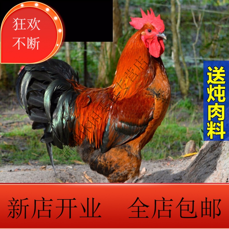 杀后净重3斤(个头偏小) 山东大公鸡(就带炖肉料)