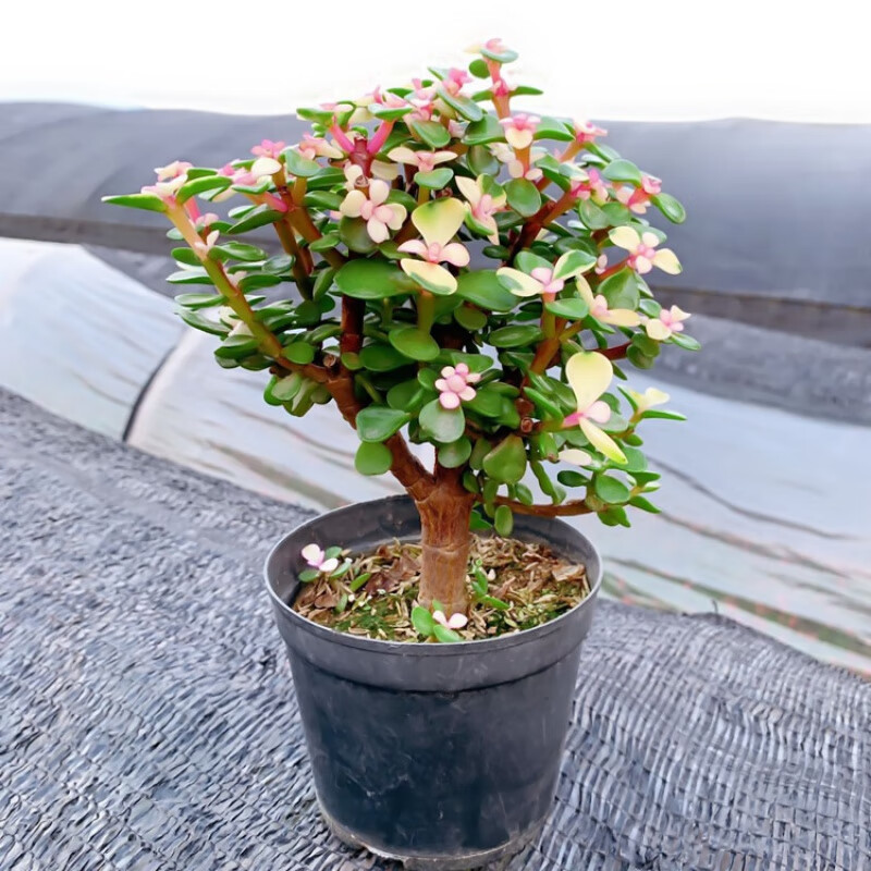 茸麦金枝玉叶多肉植物老桩花卉绿植物客厅盆栽四季好养 金枝玉叶老桩