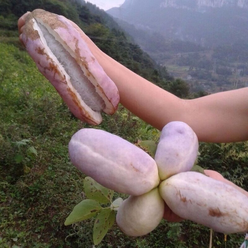 八月瓜苗 无籽八月瓜树苗野生八月炸瓜苗南北方四季种植爬藤果树苗