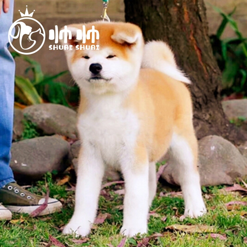 帅帅名宠北京犬舍 纯种 秋田犬   柴犬幼犬活体幼崽 保健康超长质保