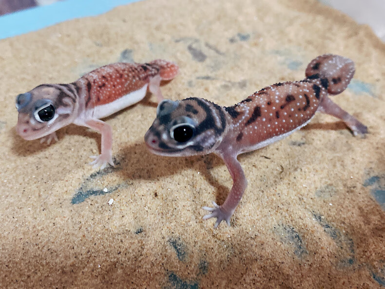 瘤尾守宫小蜥蜴细皮幼体活物肥尾原色白化无纹一物一拍公母可挑 原色