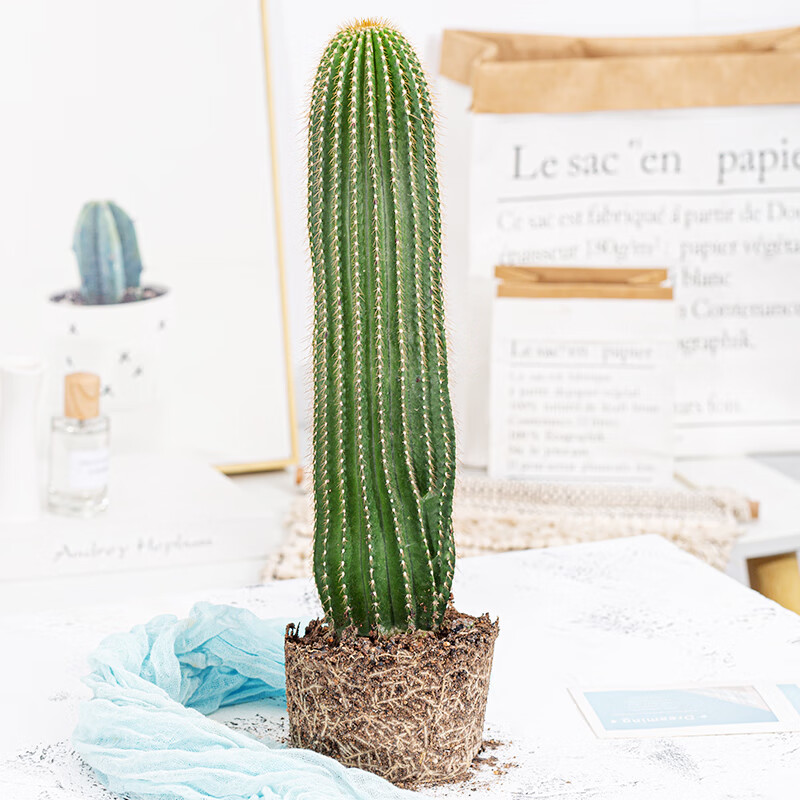 文枝蓝柱仙人柱植物仙人球龙神木室内超大蓝衣柱蓝棱柱量天尺仙人掌