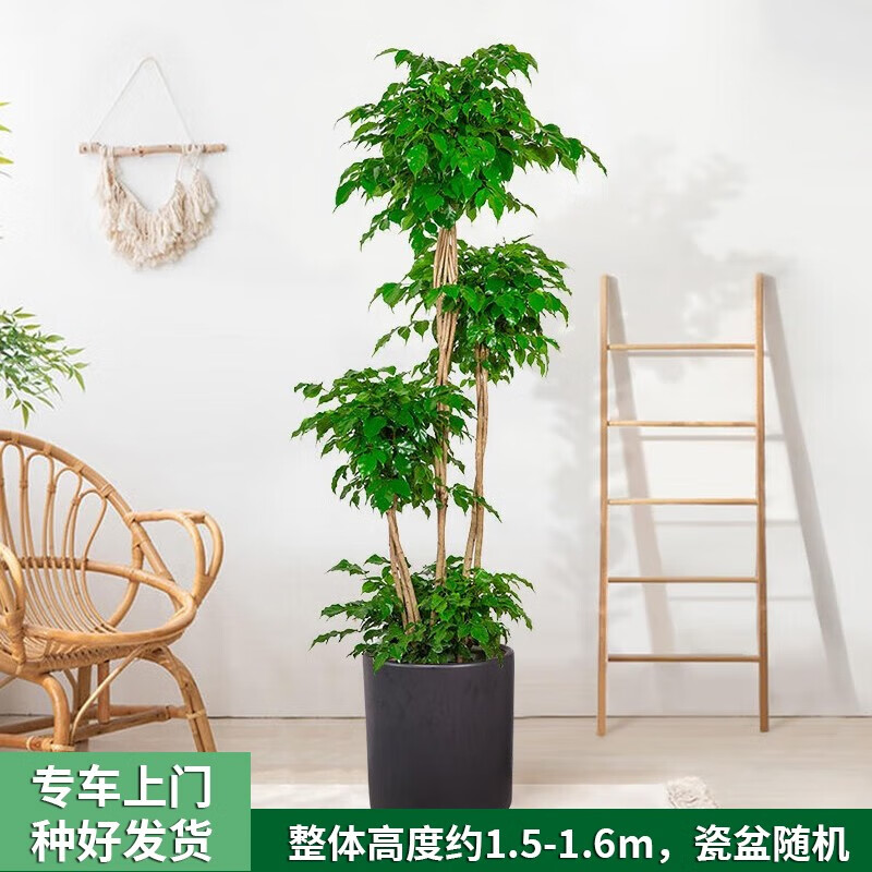 大型绿植京东史低|大型绿植价格走势图