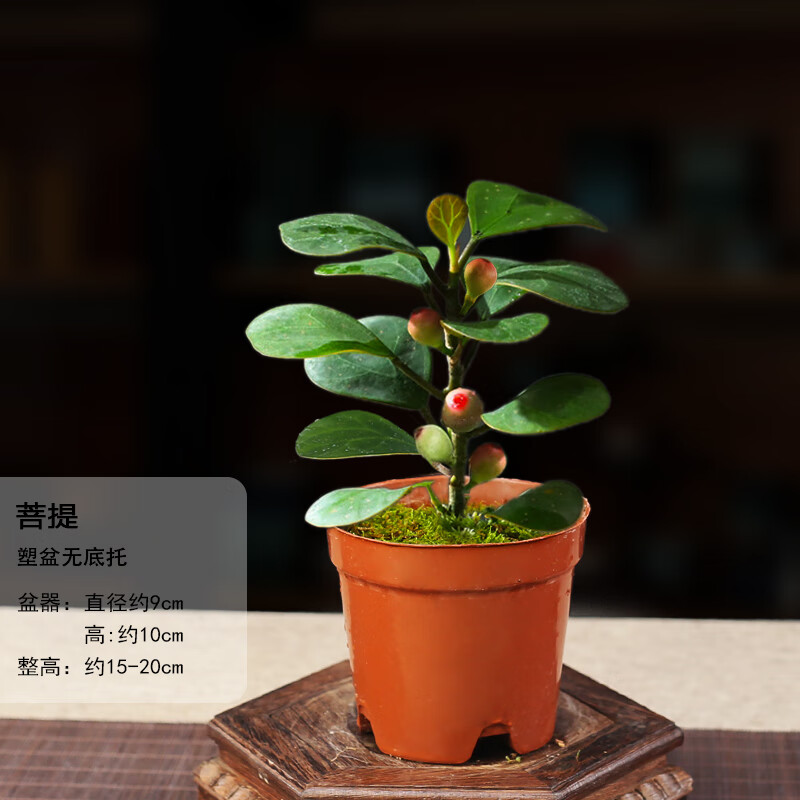 珊野菩提树盆景小盼菩提盆栽中式禅意小盆栽室内观果绿植创意微盆景观