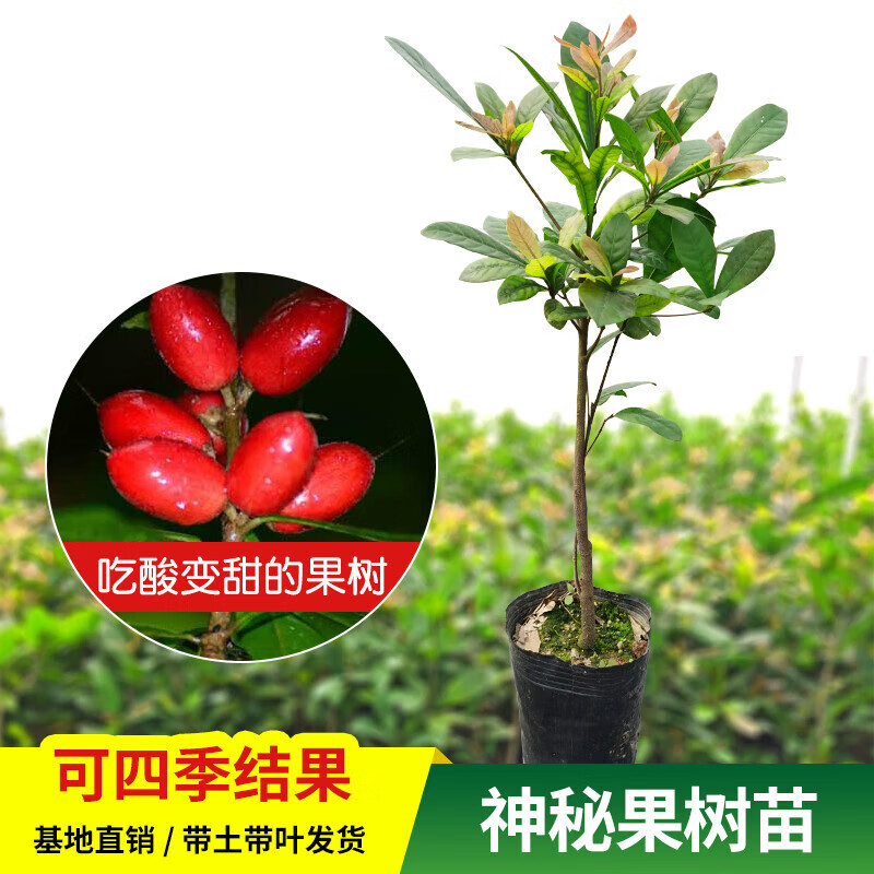 神秘果苗果树盆栽神奇果种植变味果酸变甜庭院南方北方四季带土 神秘