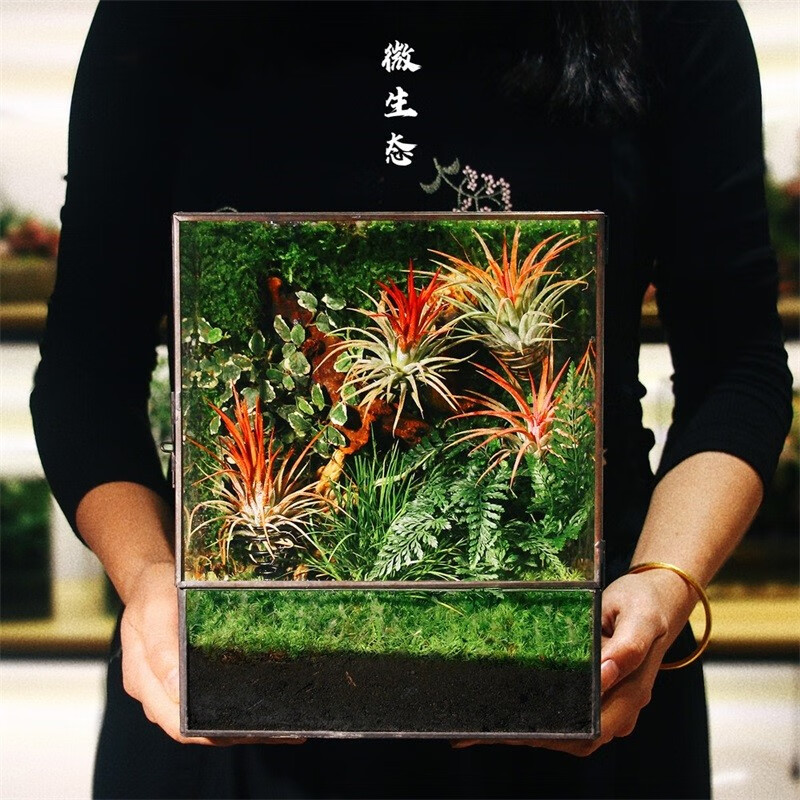 秋颖创意雨林造景苔藓微景观成品桌面盆栽生态缸观鱼水陆爬宠生态缸
