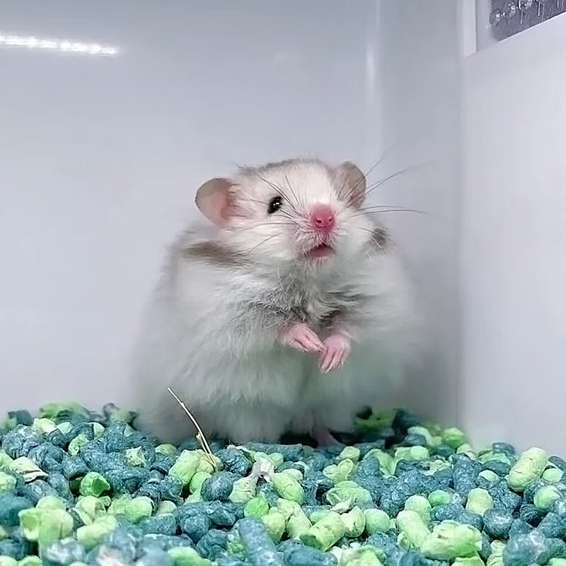 朵芮蜜金丝熊卷毛蓝毛长毛绵羊波利雪球已打适合在家养仓鼠 直毛纯银