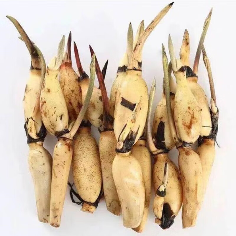 藕种苗藕种浅水藕种子种藕种苗荷花种苗食用观赏荷花深水莲藕 鄂莲4号