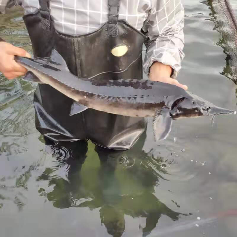 食用鲟鱼泉水生态养殖中华鱼鲟鱼软骨无刺不腥新鲜活鱼 【吃货必买】5