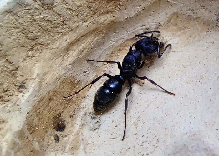 约巢扁头猛蚁 敏捷扁头猛蚁 郑氏扁头猛蚁蚂蚁工坊城堡新后好 23年新