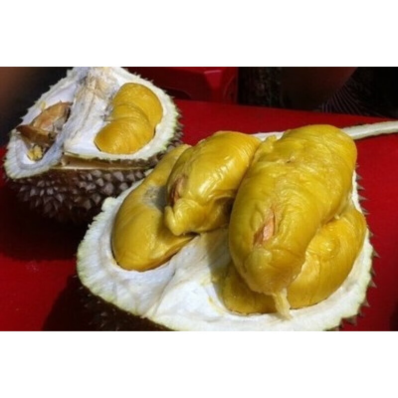 正宗嫁接榴莲树苗盆地栽南北方种植猫山王泰国金枕榴莲苗当年结果 黑