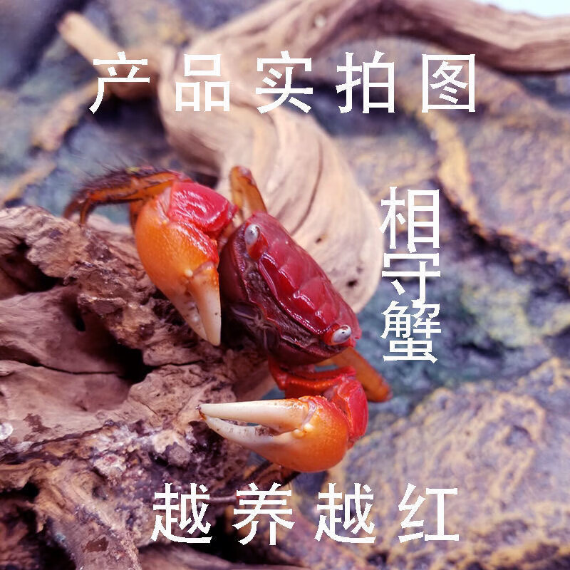 文枝迷你蟹辣椒蟹宠物观赏相守蟹淡水活体草缸可深水养殖小螃蟹除藻蟹 红鳌相守蟹4公4母送4只备损