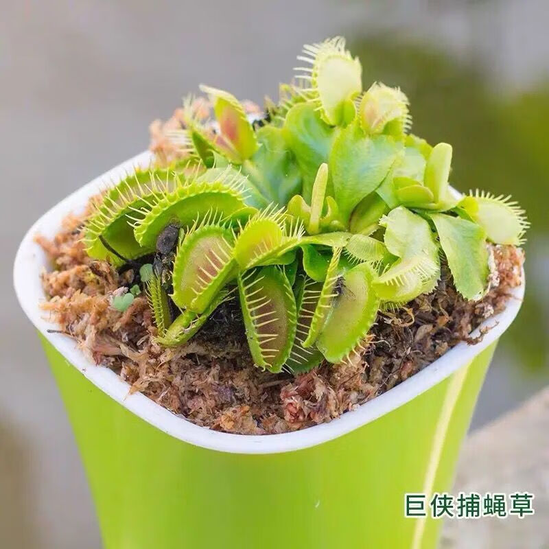 食虫草捕蝇草盆栽巨型食人花猪笼草夏季观叶植物室内花卉绿植好养-润