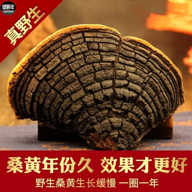 西藏野生桑黄正宗西藏桑树桑黄野生金边桑黄泡水食菌 整块桑黄 野生