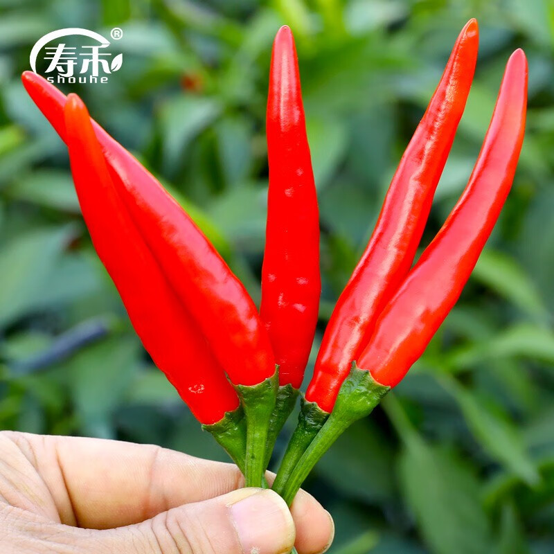美人椒辣椒苗秧苗种苗辣椒树种子树苗一年四季活苗香辣批发 簇生
