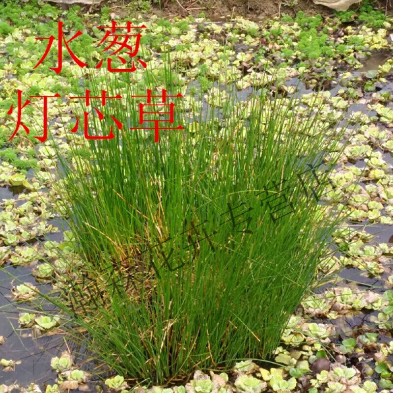 瑰季灯芯草猪矢草碧玉草秧草水灯心野席草龙须草水灯草水草 10棵