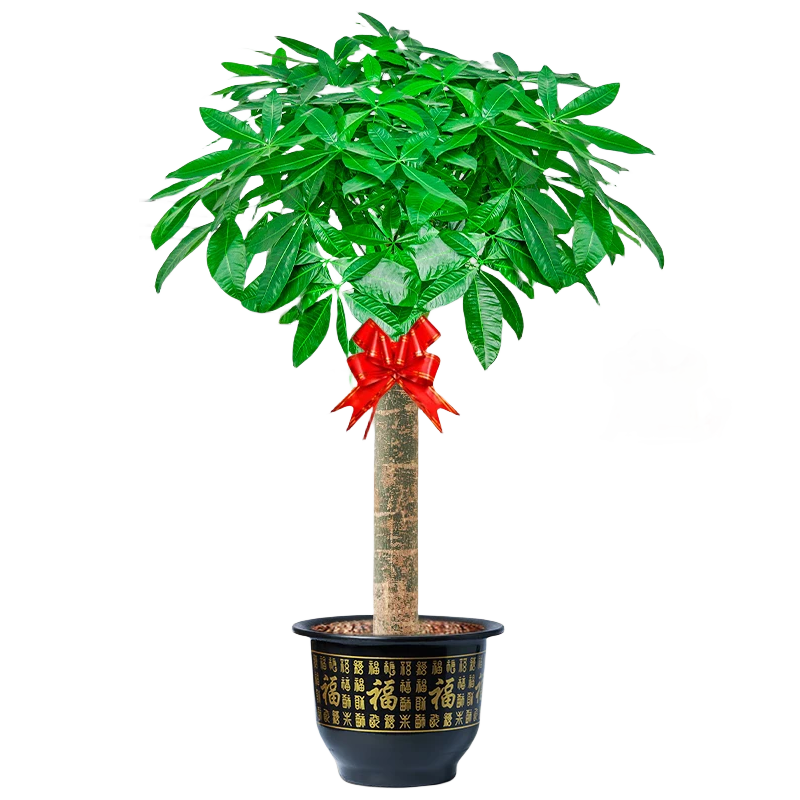 ���ڲ��������ŷ�����������ֲ�������������������ڰ칫������ȩֲ����ش����� ������1-1.1��+������