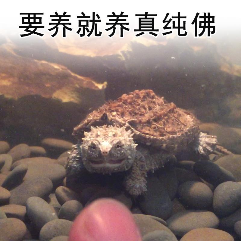 超爆刺纯佛鳄龟苗 原种纯佛爆刺王 鳄龟活体宠物乌龟 礼品 顶级爆刺3