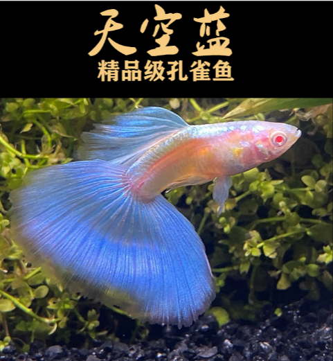 ajaj缎带天空蓝白孔雀鱼精品大c纯种大尾巴热带鱼观赏水草缸淡水 种鱼