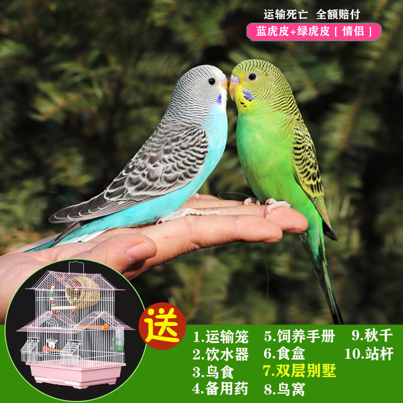 朵芮蜜鹦鹉活鸟鸟活物玄风鹦鹉中会说话鹦鹉物虎皮鹦鹉 一只蓝虎皮