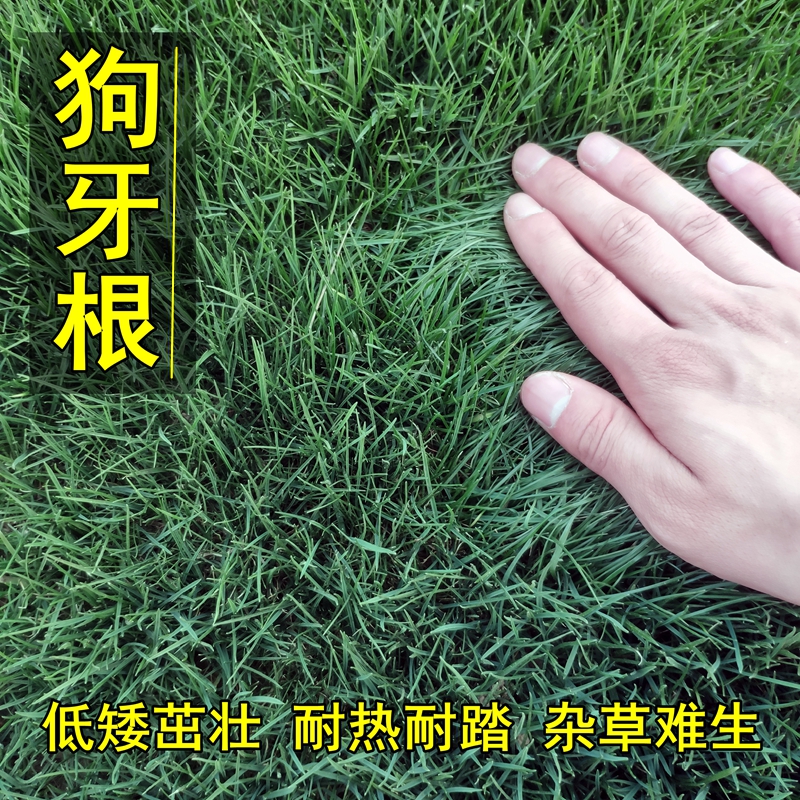畷园 狗牙根草坪种子 巴根草种籽 四季常青护坡固土草籽耐旱耐践踏